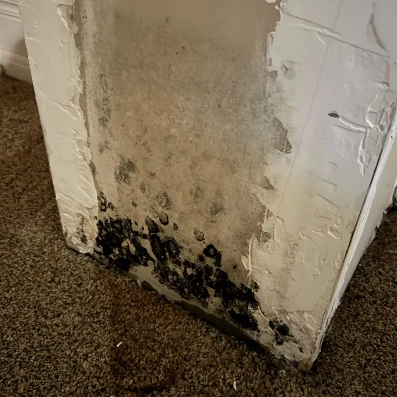 Professional Mold Removal in Kewanee, IL